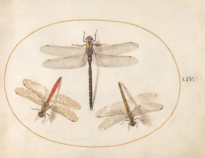 Placa 54: Libélula Cabeluda e Dois Darters de Joris Hoefnagel