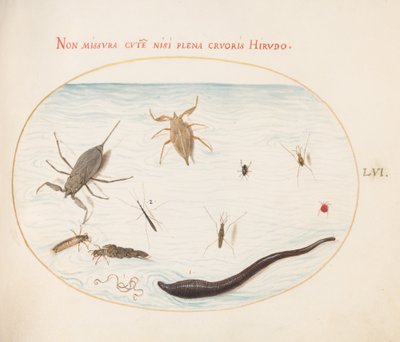 Placa 56: Escorpião de Água, Medidor de Água, Patinador de Lagoa, Ácaro de Água Vermelha, Sanguessuga(?), E Outros Insetos Aquáticos de Joris Hoefnagel