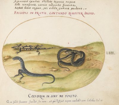 Ilustração 57: Uma Serpente, uma Salamandra de Fogo e uma Criatura Semelhante a Serpente com Duas Pernas de Joris Hoefnagel