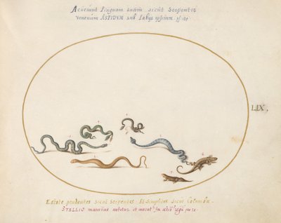 Placa 59: Cobras e um Lagarto de Joris Hoefnagel