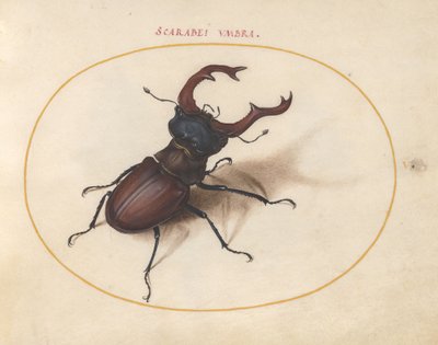 Prancha 5: escaravelho-veado de Joris Hoefnagel