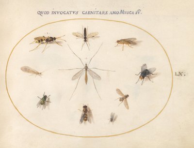 Placa 60: Moscas e outros insectos, c.1575/80 (aguarela, guache e ouro sobre velino) de Joris Hoefnagel