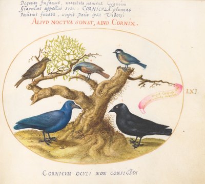 Placa 61: Corvo Azul (?), Gralha, Chickadee ou Tit, e Outros Pássaros de Joris Hoefnagel