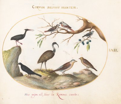 Ilustração 62: Íbis careca do norte e íbis brilhante com outras aves de Joris Hoefnagel