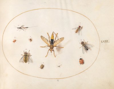  de Joris Hoefnagel