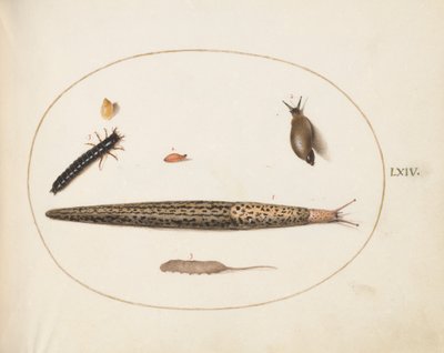 Ilustração 64: Lesma Leopardo, Larva de Besouro Terrestre, Larva de Rabo de Rato e Outras Criaturas de Joris Hoefnagel