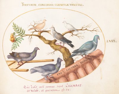 Placa 66: Pombas e Pombos de Joris Hoefnagel