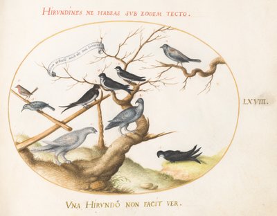 Gravura 68: Ptarmigan, andorinhas e outros pássaros de Joris Hoefnagel