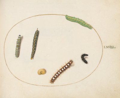 Ilustração 68: Lagarta-de-falcão-de-espinho-de-folhas, lagarta-da-mariposa e outras lagartas de Joris Hoefnagel