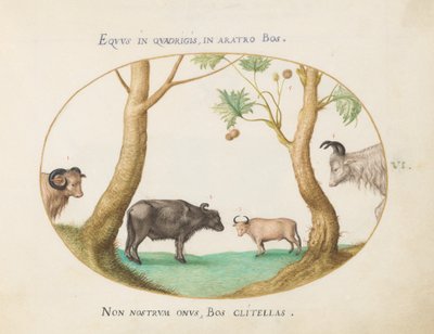 Placa 6: Uma Variedade de Bois com um Carneiro e um Búfalo (?) por um Plátano de Joris Hoefnagel