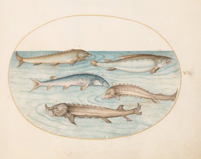 Prancha 6: cinco peixes-gato e esturjão (?) de Joris Hoefnagel