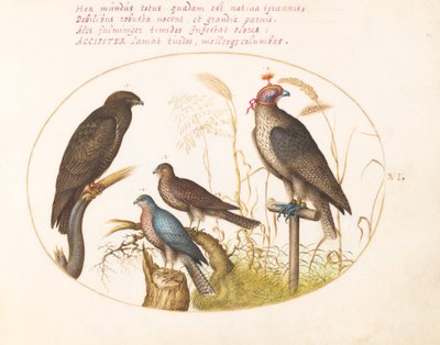 Placa 6: Quatro Aves de Rapina, Incluindo um Gavião (?) de Joris Hoefnagel