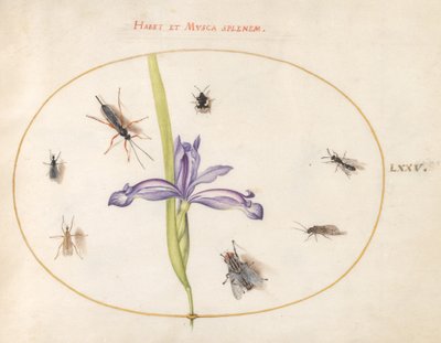 Ilustração 75: Uma Mosca e Outros Insetos com Íris de Joris Hoefnagel