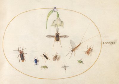 Prancha 77: bombílio-pontilhado com uma flor branca, uma efémera, um gorgulho azul e outros insectos de Joris Hoefnagel