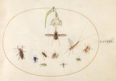 Ilustração 77: Mariposa de falcão beija-flor com flor branca, gorgulhos azuis e verdes e outros insetos de Joris Hoefnagel