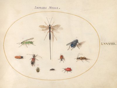 Ilustração 78: Dez insetos, incluindo uma mosca azul de Joris Hoefnagel