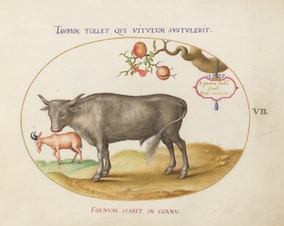 Placa 7: Um touro e um animal com chifres de Joris Hoefnagel