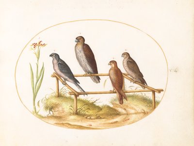 Placa 7: Quatro Aves de Rapina em uma Moldura de Madeira de Joris Hoefnagel