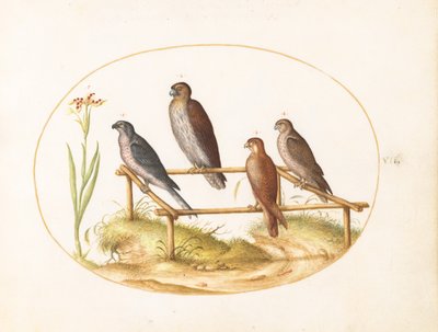  de Joris Hoefnagel