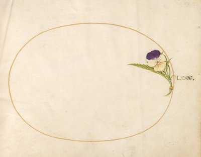 Placa 80: Viola Roxa e Amarela de Joris Hoefnagel
