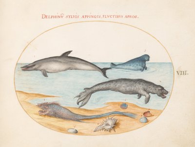 Placa 8: Um golfinho, duas focas, um Brethmechin e conchas de Joris Hoefnagel