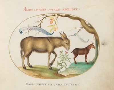 Placa 9: Um burro e uma mula de Joris Hoefnagel