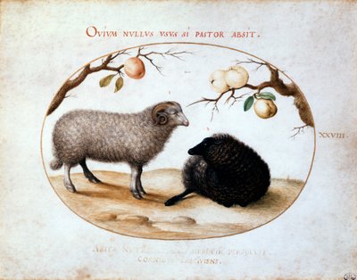 Ram, ovelha negra e dois ramos de maçã, século XVI. de Joris Hoefnagel
