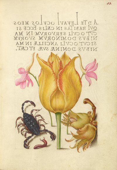 Larkspurs Rocket, Tulip, Scorpion, Millepede e European Filbert de Joris Hoefnagel