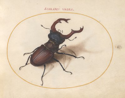 Escaravelho, c.1575-80 de Joris Hoefnagel