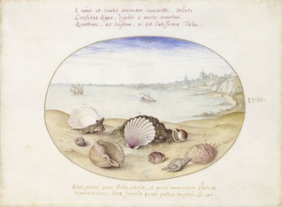 Conchas e vista de Cádis de Joris Hoefnagel