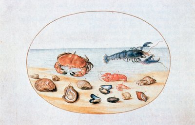 Conchas e moluscos, século XVI de Joris Hoefnagel