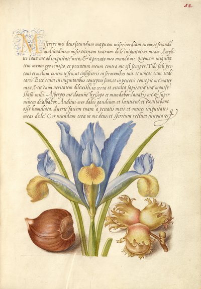 Castanheiro-da-índia, Íris-inglesa e Abeto europeu de Joris Hoefnagel
