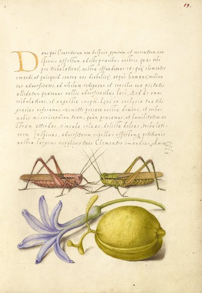 Verrugas, gafanhotos, jacintos e amêndoas de Joris Hoefnagel