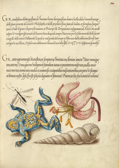 mosquito-de-água, nenúfar, sapo de barriga amarela e concha de parafuso europeia de Joris Hoefnagel