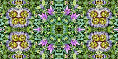 Criaturas: Formigas no campo das flores da paixão de Josef Johann Michel