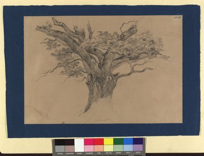Estudo sobre árvores de Josef Kriehuber