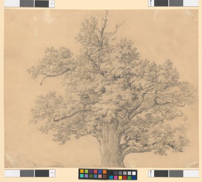 Estudo de árvore de Josef Kriehuber