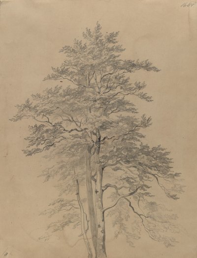 Estudo de árvore de Josef Kriehuber