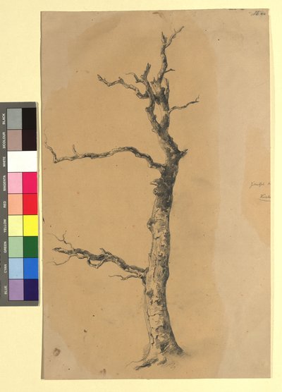 Studie eines kahlen Baumes de Josef Kriehuber