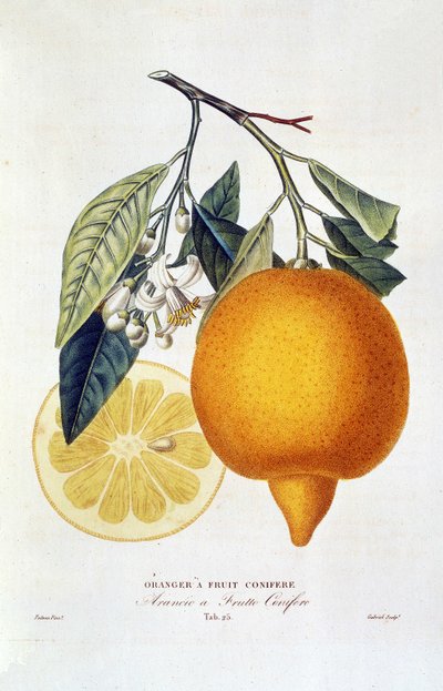 Citrino: planta laranja com flor. "Laranjeira com fruto conífero; Arancio a frutto conífero": Laranjeira inteira e fatia de laranjeira. Carta botânica retirada do livro "História Natural das Laranjeiras" de Joseph Antoine Risso e Pierre Antoine Poiteau de Joseph Antoine & Antoine Pierre (1766 1854)(after) Risso