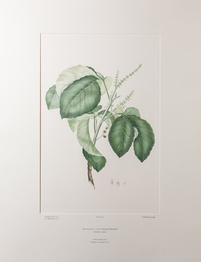 Allophyllus cobbe (Sapindaceae) - Placa 365, Banks