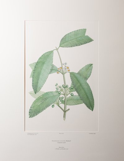 Calophyllum soulattri (Guttiferae) - Placa 362, Banks