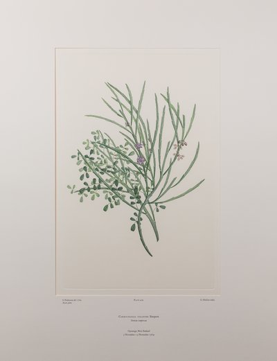 Carmichaelia solandri (Leguminosae) - Placa 429, Banks
