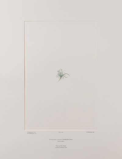 Colobanthus apetalus (Caryophyllaceae) - Placa 414, Banks