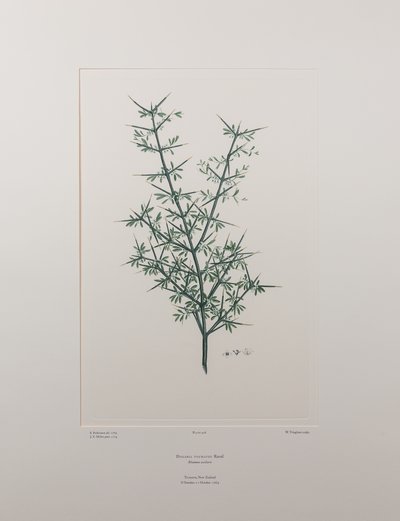 Discaria toumatou (Rhamnaceae) - Placa 426, Banks