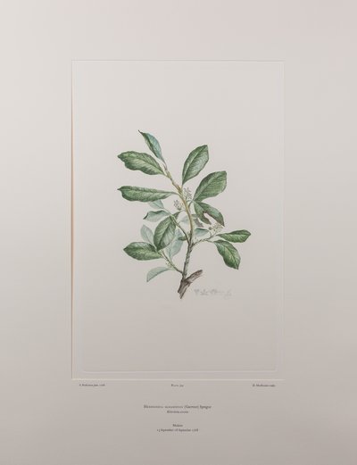 Heberdenia bahamensis (Myrsinaceae) - Placa 395, Banks