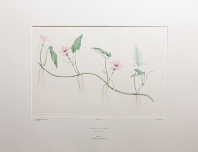 Ipomoea aquatica (Convolvulaceae) - Placa 375, Banks