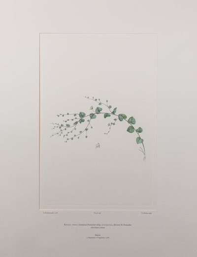 Kicksia spuria subsp. integrifolia (Scrophulariaceae) - Placa 397, Banks
