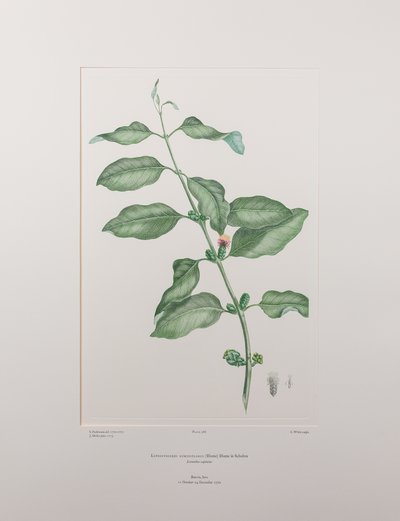 Lepeostegeres geminiflorus (Loranthaceae) - Placa 386, Banks