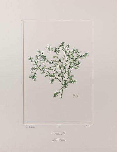 Lepidium flexicaule (Cruciferae) - Placa 409, Banks